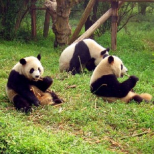Chengdu panda breeding reserve