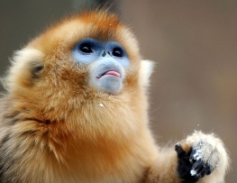 Tacheng Baima Golden Snub Nose Monkey
