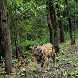Kanha tiger