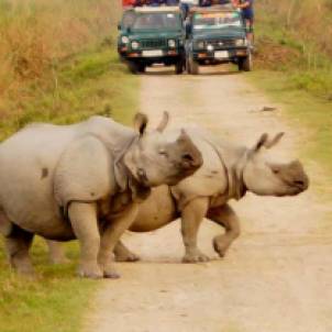 kaziranga-national-park-one-horned-rhinos